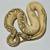 Ball python collection with enclosures and herpstats 12 thumbnail