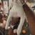 Kittens need new home! 5 thumbnail