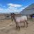 2024 RED ROAN gelding 1 thumbnail