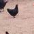 Laying hens 3 thumbnail