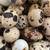 Eggs 3 thumbnail