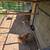 Laying hens 8 thumbnail