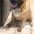 Cane Corso puppies 6 thumbnail