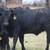 63 Fancy BLK and BWF Heifers 8 thumbnail