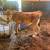 Steer 1 thumbnail