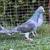 Pigeons 1 thumbnail