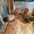 Serama chickens 1 thumbnail