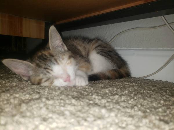 1 calico kitten left (Houston/ Memorial)63348370070019121
