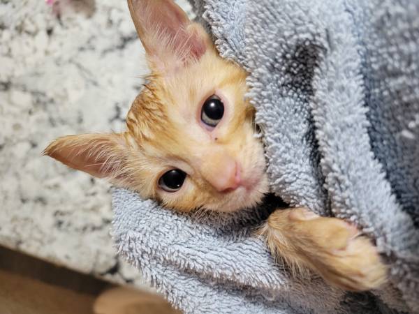 Purring Kittens!! (New Hill)64178875854210121