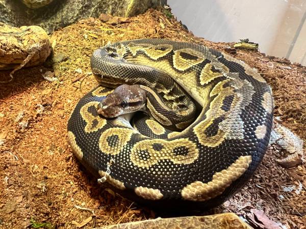 rehoming ball python with tank, lights, accessories 1