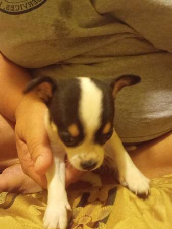 Rehoming chihuahua pups (Ellisville)63611950768897122
