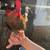 Kiki Riki Teacup Micro Chicks 14 thumbnail