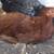 Buff Cochin Bantam Rooster & Red Cochin Bantam Hen chicken 3 thumbnail