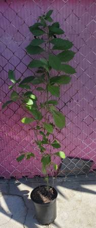 Butterfly Plant/Shrub/Bush - $45 (Santa Monica)63471467456003123