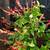 Last 3 Plants! Edible Salvia Elegans Hot Red Pineapple-Scented Sage1g. 1 thumbnail