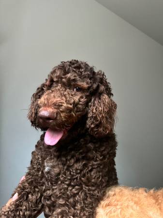 Poodle Need a New Forever Home ? (pacific heights)63995016418051123