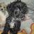 Maltipoo 2 thumbnail