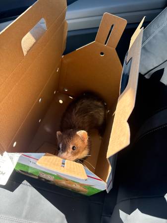 Ferrets (Manassas)63897902981122122