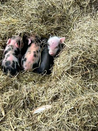 PRICE REDUCED! Mini pigs fall special! 1