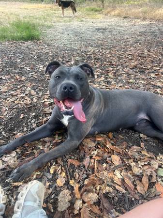 Furever home for NULA (Oakland)