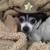 Pet Related Housing Issues? Pet / Sitting / Boarding short/long term 18 thumbnail