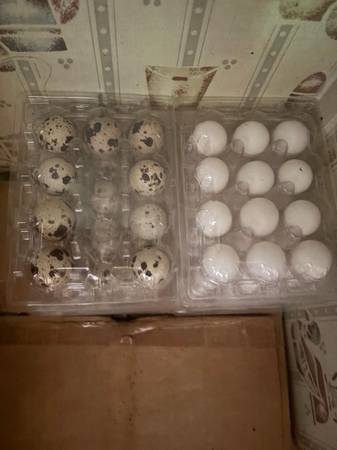 Coturnix and bob white quail eggs - $4 (Oxford)63440276133121120