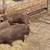 Boars-pigs- 2 thumbnail