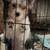 Yorkshire terrier 9 thumbnail