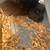 Bunnies 2 thumbnail