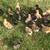 Chicks / Pollitos 3 thumbnail