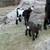 We have 6 Pure Nigerian dwarf bucklings & doelings 2 weeks old 5 thumbnail