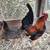 Old English Bantam mini-gamefowl pair 2 thumbnail