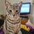 Cats 7 thumbnail