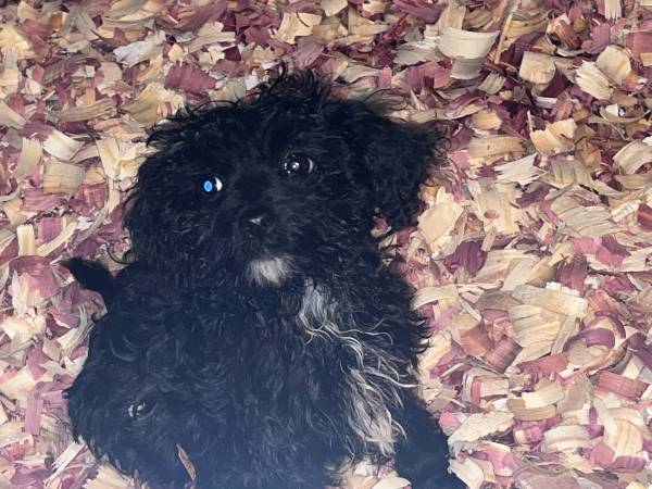 Rehoming Cute Maltipoo 1