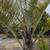 Triangle Palm Tree 5 thumbnail