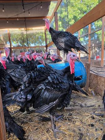 Turkeys 1