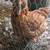 4 Laying Hens 3 thumbnail