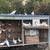 Pigeons White Homers 1 thumbnail