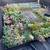 SUCCULENTS AND CACTI LOTS OF VARIETIES 2 thumbnail