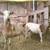 2 katahdan ram lambs 2 thumbnail