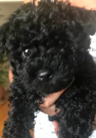 Cockapoo 1