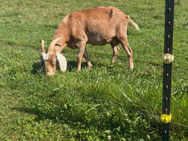 Cabras nodrizas - 250 USD (Mountain City)