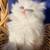 Sonw white fluffy kitten 🤍 1 thumbnail