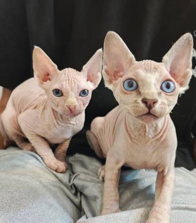 Sphynx cat 1
