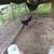 gamefowl 1 thumbnail