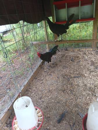 gamefowl 1
