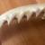 Tiger Shark Jaw's: From a 5 1/2 Footer! Perfect for Wall/Man Cave! 2 thumbnail