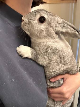 2 Pairs of Bonded, Social, Spayed/Neutered Bunnies Available (Las Vegas)63907183967875123