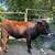 Cattle--Dexter Heifer 3 thumbnail