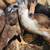Muscovy ducks and ducklings 19 thumbnail